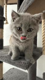 Britse korthaar kittens, Dieren en Toebehoren, Ontwormd