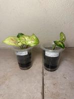 Syngonium milk confetti tricolor, Ophalen of Verzenden, Halfschaduw, Minder dan 100 cm