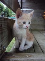 Lieve jonge poesjes / kittens cypers lap rood GELIJK MEE, Meerdere dieren, Kortharig, 0 tot 2 jaar