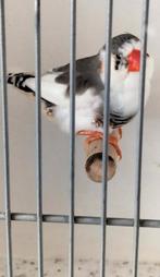 TE KOOP GEVRAAGD MOOIE EN GOEDE JONGE ZEBRAVIINK MAN, Dieren en Toebehoren, Vogels | Kanaries, Mannelijk, Kleurkanarie