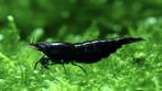 🦐 Zwarte garnalen (Neocaridina), Kreeft, Krab of Garnaal