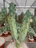 Boobiecactus Myrtillocactus geometrizans Fukurokuryuzinbo, Ophalen of Verzenden, Minder dan 100 cm, Bloeiende kamerplant, Volle zon
