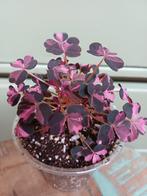 Oxalis Crazy Plum - Klaverzuring, Ophalen, Overige soorten, Halfschaduw, In pot