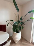Strelitzia Nicolai - Paradijsvogelplant met marokaanse pot, Ophalen, Overige soorten, Halfschaduw, In pot
