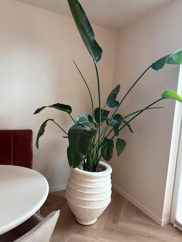 Strelitzia Nicolai - Paradijsvogelplant met marokaanse pot, Huis en Inrichting, Kamerplanten, Overige soorten, 150 tot 200 cm