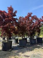 Exclusieve solitaire Acer palmatum Bloodgood 380/400 cm, Tuin en Terras, Planten | Bomen, Bloeit niet, Halfschaduw, Overige soorten
