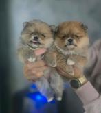 pomeriaan pups/puppy 100% bearface nl nest, Dieren en Toebehoren, Keeshond, CDV (hondenziekte), 8 tot 15 weken, Meerdere
