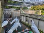 Budapester hoogvliegers, Dieren en Toebehoren, Vogels | Duiven, Meerdere dieren