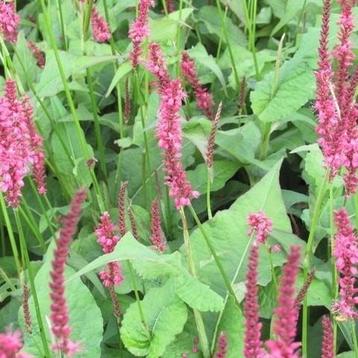 24 Persicaria amplexicaulis 'Speciosa', Duizendknoop, p9 pot beschikbaar voor biedingen