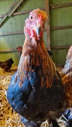 Lieve Brahma haan meerzomig patrijs, Dieren en Toebehoren, Pluimvee, Mannelijk, Kip