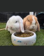 Goed huisje gezocht voor Pip en Bing ️, Meerdere dieren