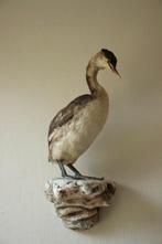 Taxidermie opgezette fuut, Ophalen of Verzenden, Gebruikt, Vogel, Opgezet dier