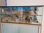 Glazen Tussenwand – Deel je Gerbilarium op in Twee Hokken, Minder dan 60 cm, Overige typen, Ophalen of Verzenden, Hamster