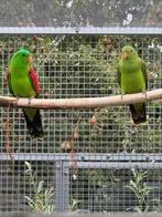 Kweekkoppel Roodvleugel parkieten, Meerdere dieren, Parkiet, Geringd