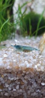 blue jelly / turquoise neocaridina garnalen, Dieren en Toebehoren, Vissen | Aquariumvissen, Kreeft, Krab of Garnaal, Zoetwatervis