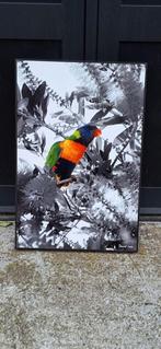 Kleurrijke Lorikeet foto door David Law (Parijs)., Ophalen, Minder dan 50 cm, ., Zo goed als nieuw