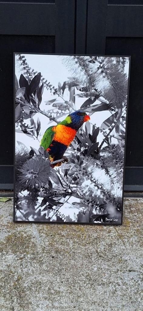 Kleurrijke Lorikeet foto door David Law (Parijs)., Huis en Inrichting, Woonaccessoires | Schilderijen, Tekeningen en Foto's, Zo goed als nieuw