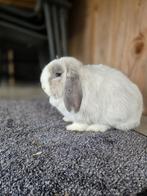 Knuffel Minilop voedsters, dwerghangoor, nhd., Vrouwelijk