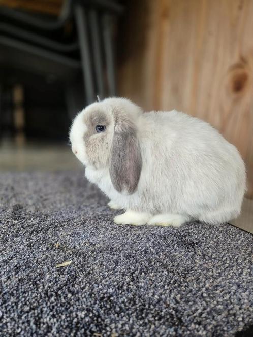 Knuffel Minilop voedsters, dwerghangoor, nhd., Dieren en Toebehoren, Konijnen, Vrouwelijk
