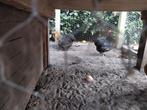 Mooie zwarte haan met zijn kippen, Dieren en Toebehoren, Mannelijk, Kip