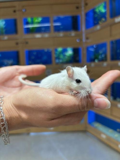 Te koop jonge lieve gerbil vrouwtjes, Dieren en Toebehoren, Knaagdieren, Vrouwelijk, Hamster, Na 1 juli 2024, Tam