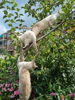 Lieve Stoere Bengaalse Kat €300-,, Poes, Gechipt