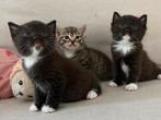 Kittens, Dieren en Toebehoren, Katten en Kittens | Raskatten | Korthaar, Poes