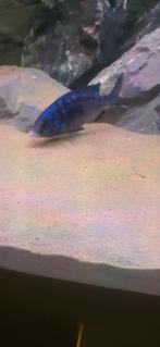 White lips malawi 2 x., Dieren en Toebehoren, Vis