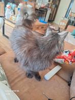 Maine Coon poes, Dieren en Toebehoren, Katten en Kittens | Raskatten | Langhaar, Poes, Ingeënt