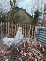 Brabanterkriel haan, Mannelijk, Kip