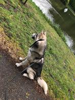 Husky x malamute Suka zoekt nieuw thuis, Dieren en Toebehoren, Honden | Poolhonden, Keeshonden en Oertypen, 6 jaar of ouder, Parvo