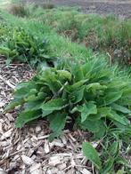 Smeerwortel Symphytum Uplandicum Bocking 14, Ophalen of Verzenden, Vaste plant, Overige soorten, Volle zon