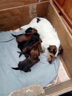 Jack Russel x Teckel pups, Dieren en Toebehoren, Jack Russell Terriër, 8 tot 15 weken, Meerdere, Meerdere dieren