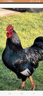 Barnevelder Haan ( Zilver Zwart ), Dieren en Toebehoren, Mannelijk, Kip