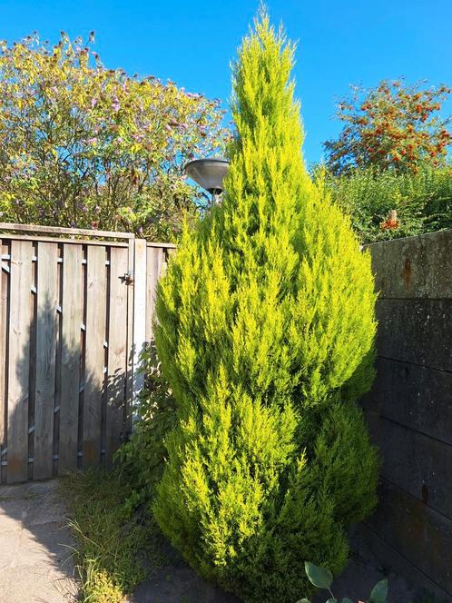 Gouden Zuilcipres - 100-250cm, Tuin en Terras, Planten | Bomen, Zuilboom, 100 tot 250 cm, Volle zon, Bloeit niet, In pot, Ophalen