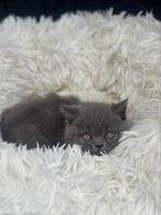 Britse korthaar Kitten, Dieren en Toebehoren, Katten en Kittens | Raskatten | Korthaar, Meerdere dieren, Ontwormd