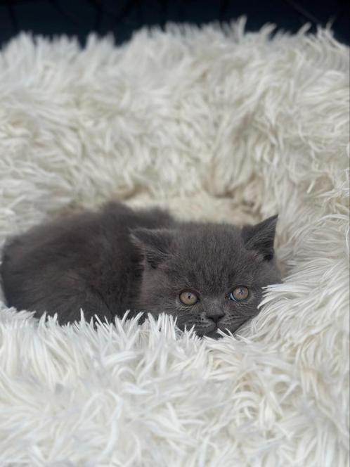 Britse korthaar Kitten, Dieren en Toebehoren, Katten en Kittens | Raskatten | Korthaar, Meerdere dieren, Ontwormd