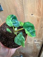 Philodendron billietiae plant variegata halfmoon green gog, Huis en Inrichting, Kamerplanten, Ophalen of Verzenden, Halfschaduw