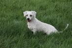 LIEF, SPEELS, VRIENDELIJK, MALTIPOO, TEEFJE, Dieren en Toebehoren, Honden | Niet-rashonden, 6 jaar of ouder, Rabiës (hondsdolheid)