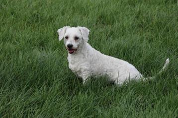 LIEF, SPEELS, VRIENDELIJK, MALTIPOO, TEEFJE beschikbaar voor biedingen