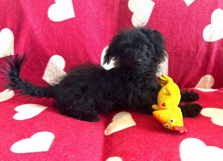 🩷 lief maltipoo teefje pup 🩷, Dieren en Toebehoren, Honden | Chihuahua's en Gezelschapshonden, Teef, Poedel, Particulier, Eén hond