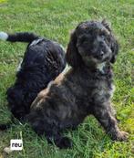 Schitterende konings poedel pups, Poedel, 8 tot 15 weken, CDV (hondenziekte), Meerdere