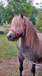 Super leuk Shetlander ruintje, Ruin, Niet van toepassing, A pony (tot 1.17m), 3 tot 6 jaar