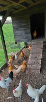 Friese hoen, Vrouwelijk, Kip