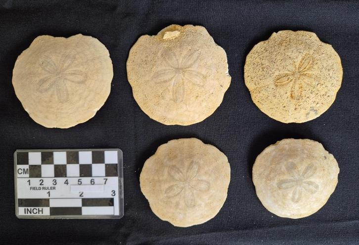 Verzameling van 5 fossiele zee egels uit Frankrijk, Verzamelen, Mineralen en Fossielen, Fossiel, Verzenden