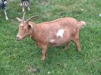 Te koop dwerggeit, Dieren en Toebehoren, Schapen, Geiten en Varkens, Vrouwelijk, Geit