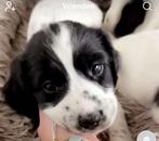 Engelse spinger spaniel Pup, Overige rassen, CDV (hondenziekte), 8 tot 15 weken, Meerdere dieren
