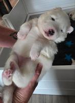 Pups mama is een samojeed x husky  papa is volle samojeed, Dieren en Toebehoren, 8 tot 15 weken, Poolhond, Meerdere, Meerdere dieren