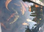 Mooie volwassen Koikarpers en toebehoren, Dieren en Toebehoren, Karper of Koi