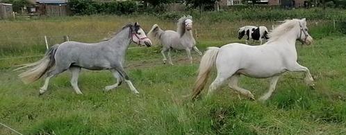 Twee x Welsh pony sectie A (merrie's), Dieren en Toebehoren, Pony's, Merrie, Onbeleerd, B pony (1.17m tot 1.27m), Recreatiepony